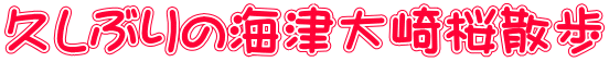 久しぶりの海津大崎桜散歩